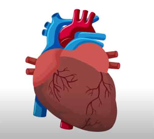 Heart Graphic